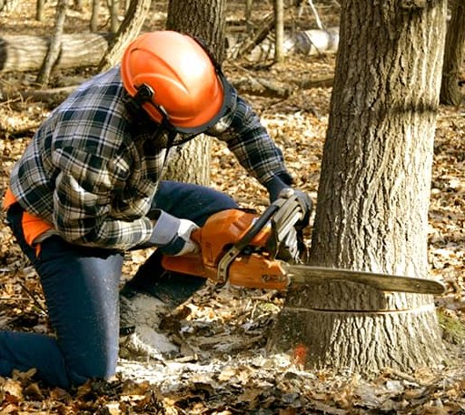 Tree Removal in Long Island, ME